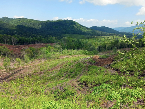20240418_Tsugaru-2