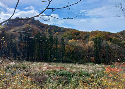 八幡平市の森林