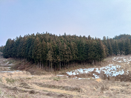 narita_landfill_site_1